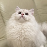 金高银