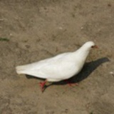 听