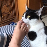 刀仔