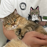 马耳他岛上的鸟