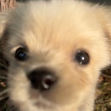 尼姑庵在逃牡丹