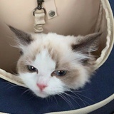 圆柚子