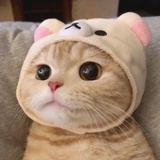 我家猫肥了
