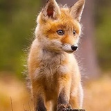 送我一只小狐狸