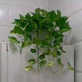 柳月飞霜