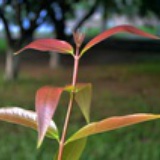 文艺范的嚣士