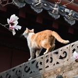 安