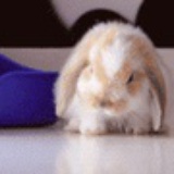 甜豆
