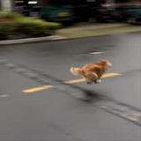 stoicat
