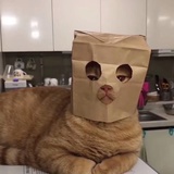 不能再买罐头惹