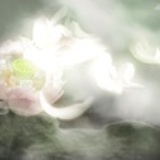 涟漪漪
