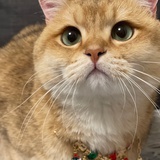 手可摘猫咪