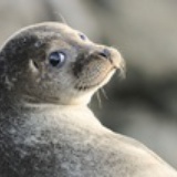 茜红柿超爱扯蛋