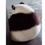 最爱大熊猫