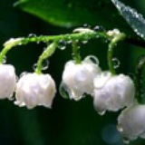 柠檬绿茶HQL