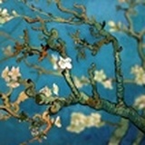 枝上杏花开
