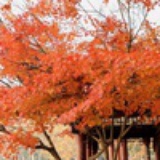苏潍风19岁