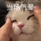 林炜翔的猫