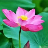 然502