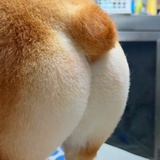 梧桐