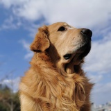 路人和🐶