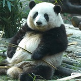 拉尔夫