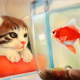 fish&cat