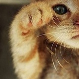 猫先森