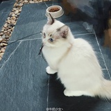雀雀