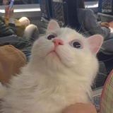 安不二