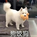 钛合金狗