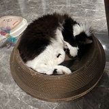 乘风吃烤羊肉串