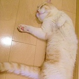 zhuzhu