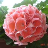 dew619