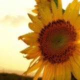 sunshine