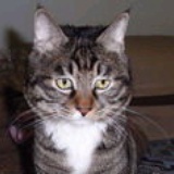 褐色狸花猫小宝
