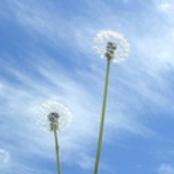 leftwind_17