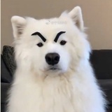 照离樽。