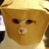 无尾猫