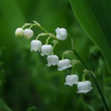 鱼牙牙