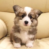 西瓜泰萌