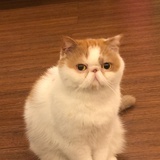 照缺