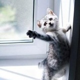 客栈边的黑猫君
