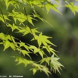 西苓