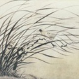 子兰
