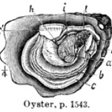 Oy-ster
