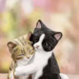 思考的大猫