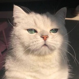 懵萌猛梦