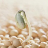 豆芽菜