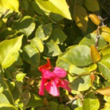 菠萝不是蜜